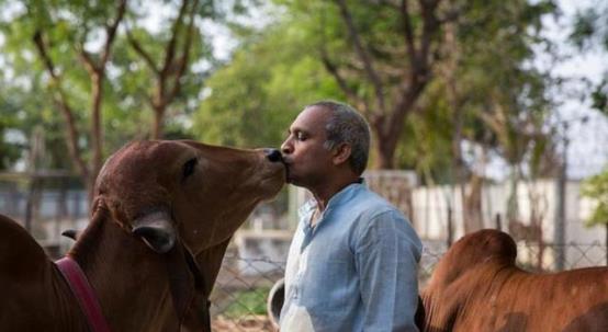 西游东进|印度男子抛妻弃子，用17万与母牛结婚，婚后生活幸福美满？