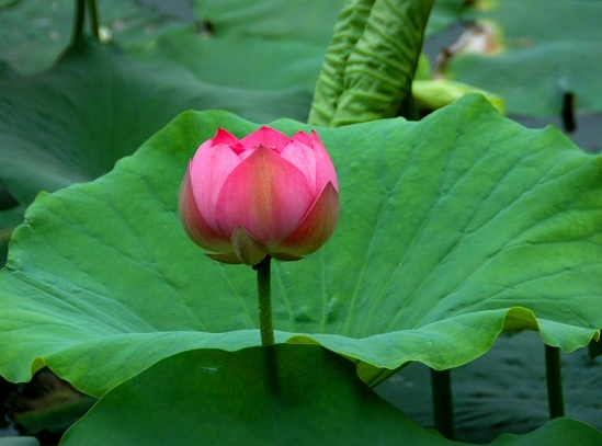 星临天下|8月下旬，鸿运当头，4属相机遇不断，财源广、横财来，生活无忧