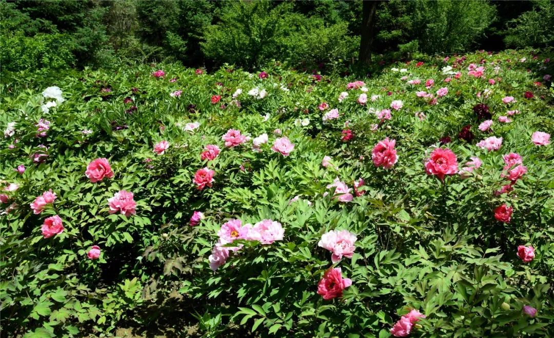 巴彦淖尔直通车 打卡！临河这里将新添一处百合花海