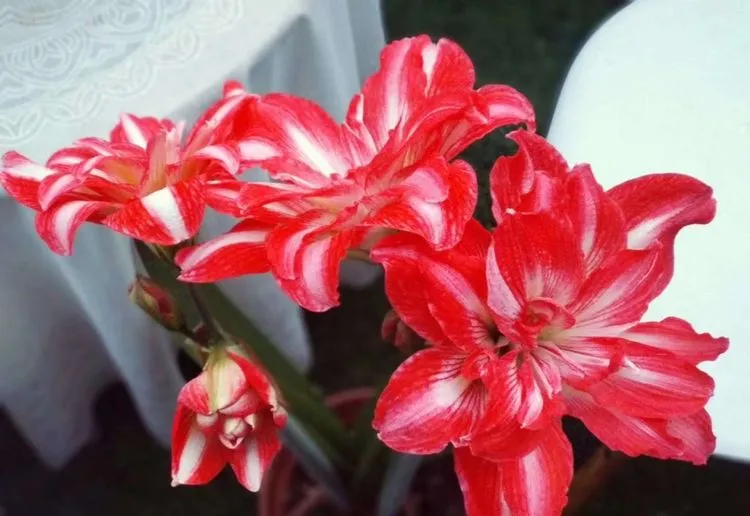 阳光房|在江南小镇，买了个118㎡院子，经过4年的DIY改造，实现了花园梦