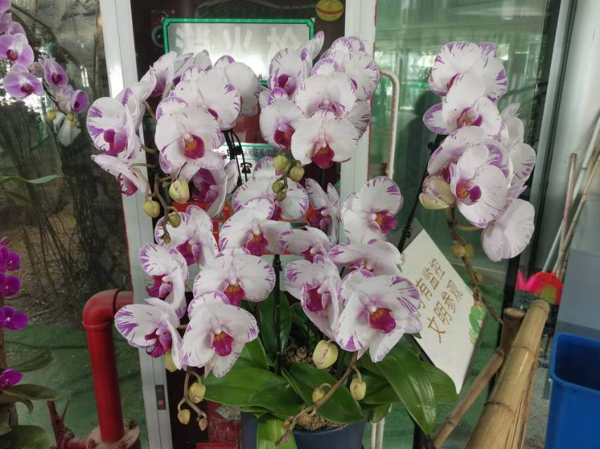 买蝴蝶兰遇“圈套”,花市惯用的骗人伎俩,学会赶紧避开