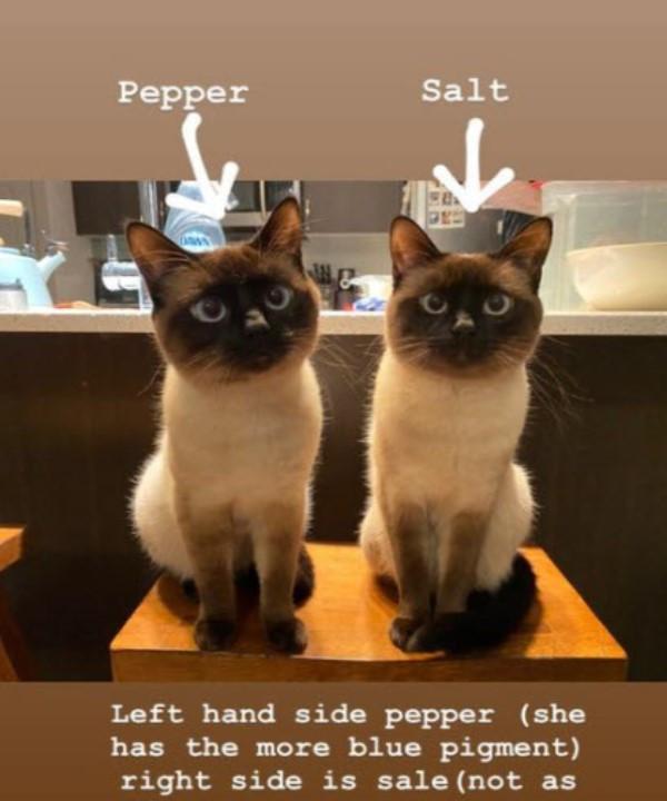 四川省 两只暹罗猫长相非常相似,网友:这根本就是复制贴上!