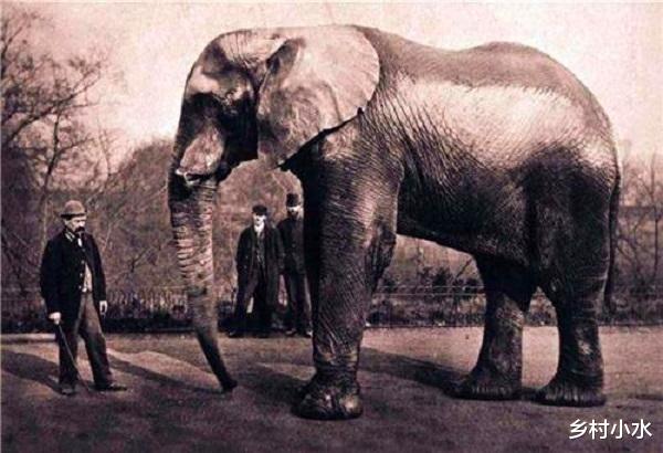 奇想 大象也会报复人类吗？在荒郊野外，面对大象攻击要如何逃生？