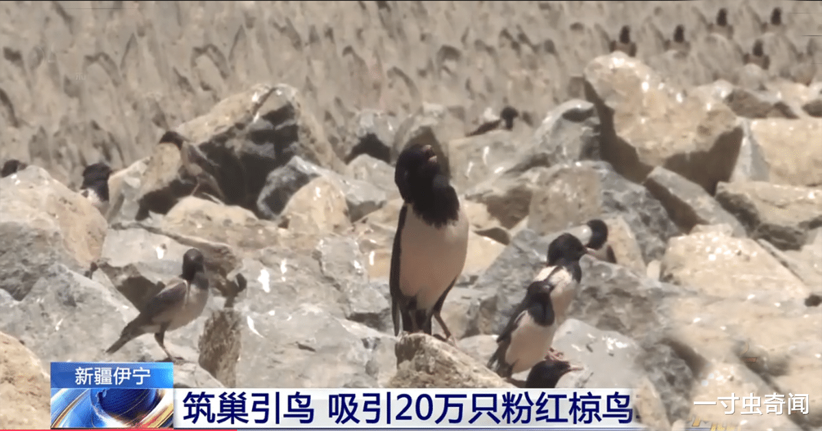 一寸虫奇闻|蝗灾猛于虎?20万只椋鸟驰援新疆灭蝗,当蝗虫群居后几乎所向披靡