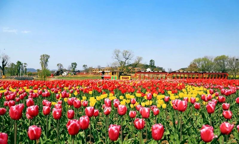 印象黄陂 此心安处是花乡