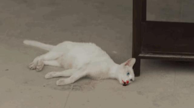 当家主母|知名UP主质疑《当家主母》剧组澄清声明P图造假：不怕反转，肯定P图了