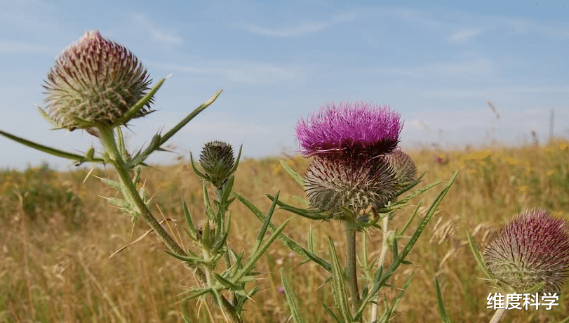 会“移动”的植物在北美泛滥成灾:能切换两种形态,满沙漠的滚
