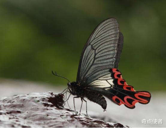 毒蛇 杭州发现“大眼外星人”，将自己伪装成一条毒蛇，专家：极其罕见