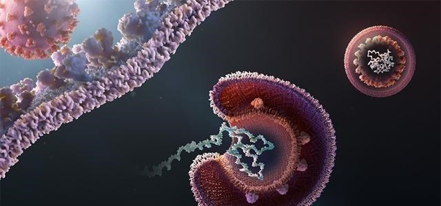 蚊子 蚊子在地球上究竟有什么用？如果全部灭绝，会有什么严重后果？