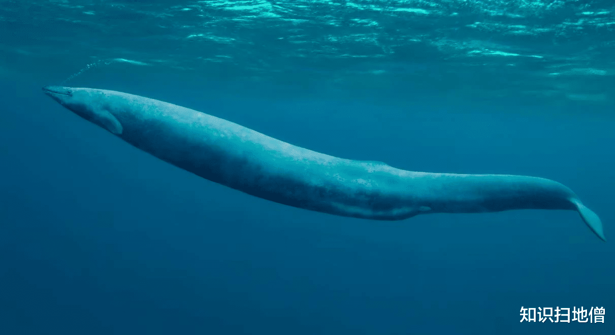 鲸鱼 考古重大发现！埃及出土四足“死神鲸”，鲸鱼演化有多传奇？