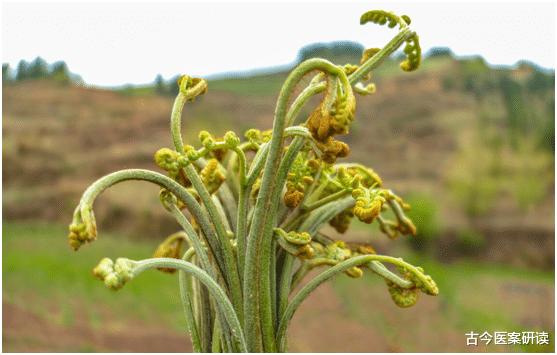 肝脏|1种“瓜果”，比烟酒还伤肝脏，医生劝告，常吃容易致癌，趁早丢掉