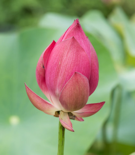 星临天下|9月起，4属相运势回升，吉星傍身，喜事不断，生活如鱼得水