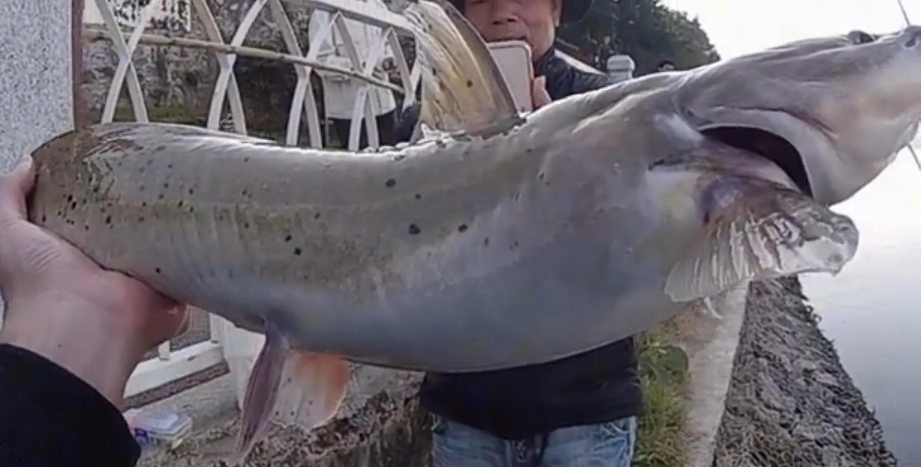 邕江|广西钓鱼人邕江钓起芝麻剑，吓得转身就放生了！求生欲望真强