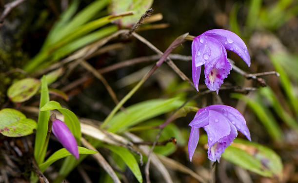 路边的野花也不能乱采,要是采到保护植物,可能会给自己惹麻烦