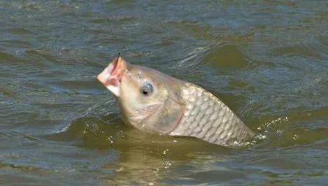 饵料|钓鱼时需要注意的小细节，这些一定要知道——盛世三渔