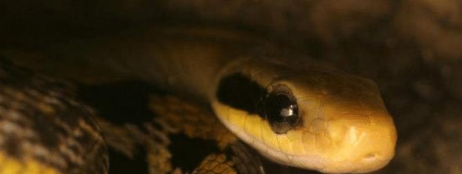 毒蛇 古人说蛇进家千万不能打，有人偏不信，专家却说科学能解释通