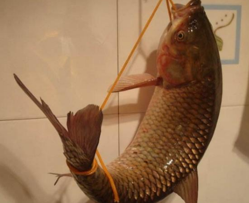 户外运动|弓鱼术, 很神奇也很残忍, 可让鱼离水活很长时间, 是你的话会用么？