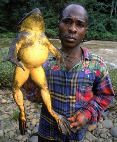 非洲巨蛙 世界上现存最大的青蛙，体长可达一米，为啥还会濒临灭绝？