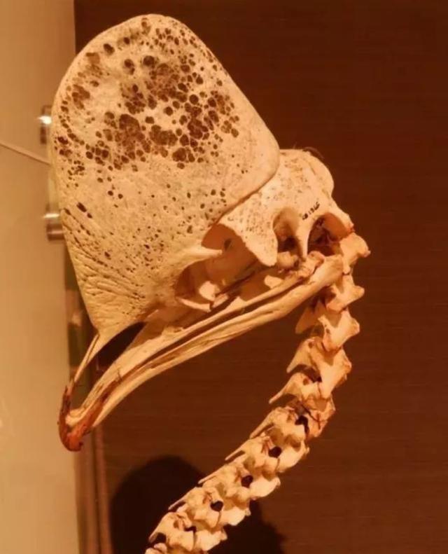 中国水产科学研究院 鹤鸵为什么被称为“杀人鸟”？它的战斗力到底有多强？