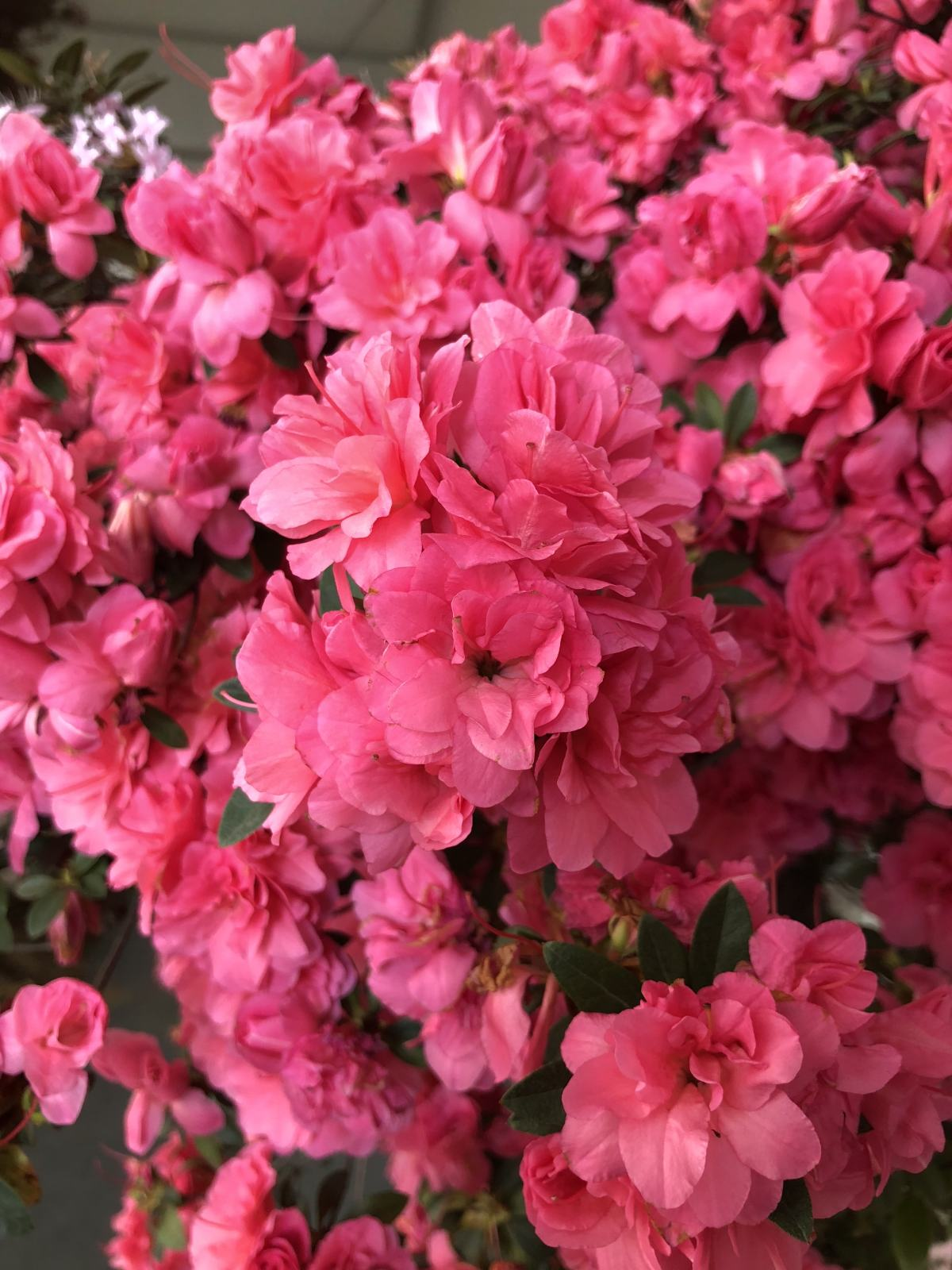 养花大全 这5种花，出了名的难养护，新手花友慎入！