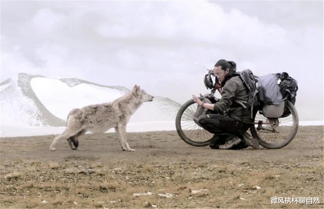 微风执杯聊自然|高原上的生死判官,老虎退去,狼群打败棕熊和雪豹,成为高原一哥