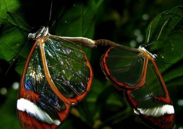 化石 无奇不有：盘点自然界种的8种“透明”物种，总有你没见过的！