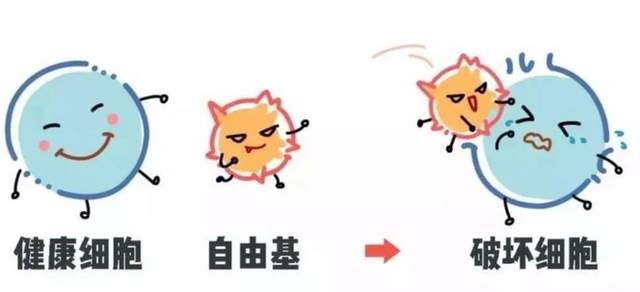贻贝粘蛋白—“海中黄金”的神奇之处