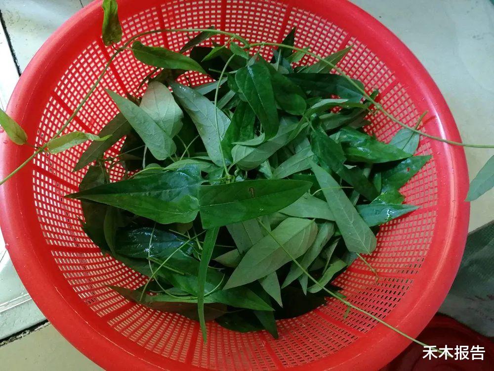 健脾|这草有鸡屎臭味，但价值却很高，可消食健脾，南方人常用来煲汤