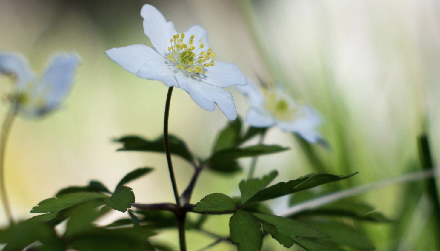 生肖夜梦|9月底,心不甘,情不愿,非你莫属,3生肖兜兜转转,再回首,再相爱