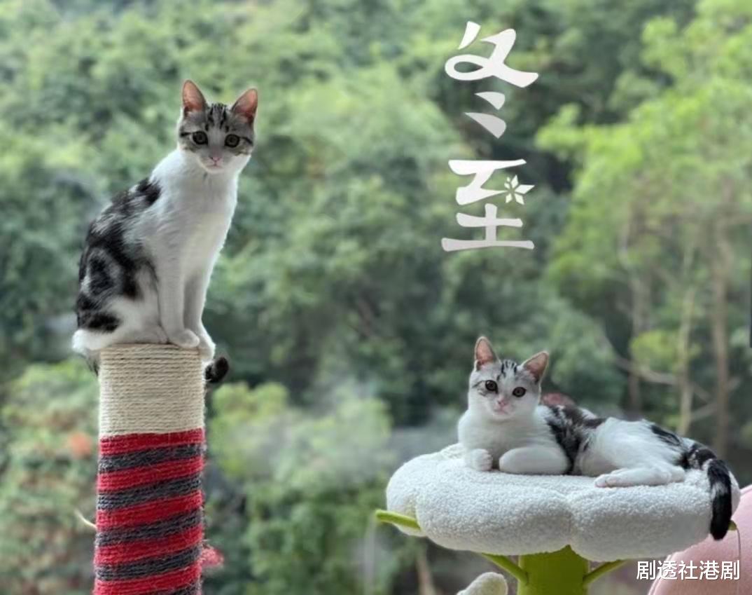 梁洛施|惬意！香港知名女星山中大宅曝光，曾为富商诞下三子获五亿分手费