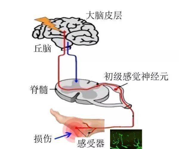 英国|英国要立法禁止活煮虾蟹？虾蟹在被烹煮时是否会觉得疼？