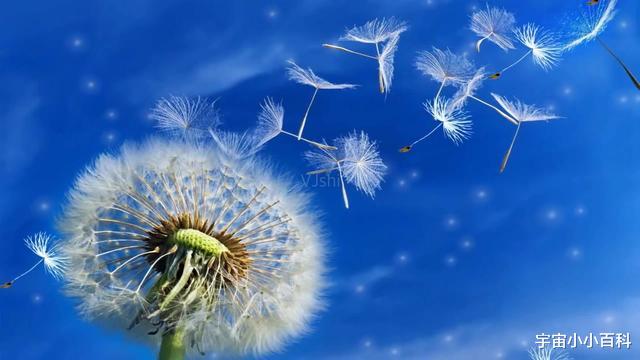  植物之间的“领地争夺”，一场没有硝烟的“战争”