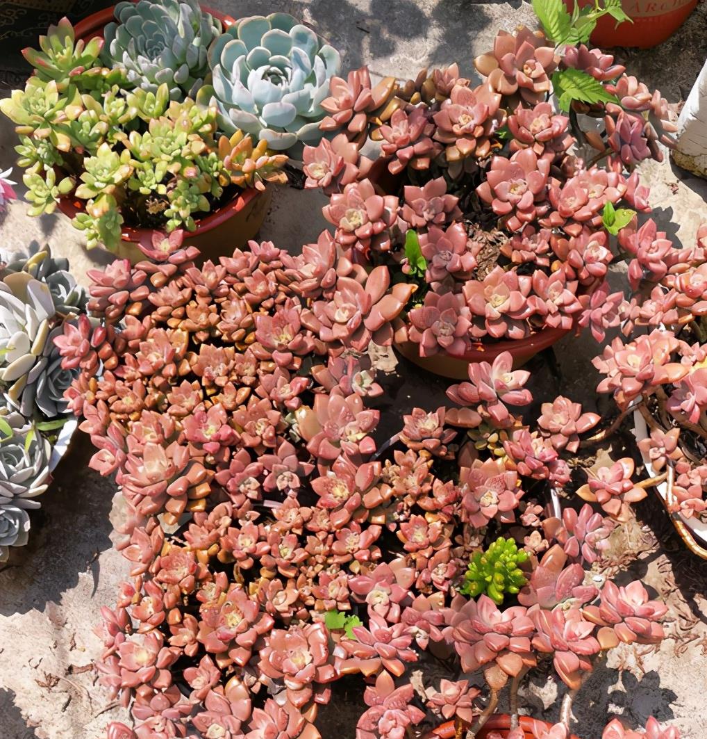 植萌|之所以喜欢姬胧月，是因为姬胧月容易养，且易爆盆