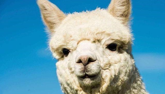 科学家 “新冠病毒”的新型抗体，在羊驼身上发现？或对德尔塔有效