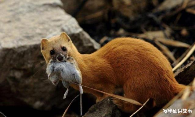 赛半仙讲故事 民间故事：养鸡场老板赶走黄鼠狼，遭到黄鼠狼报复，次年鸡场血亏