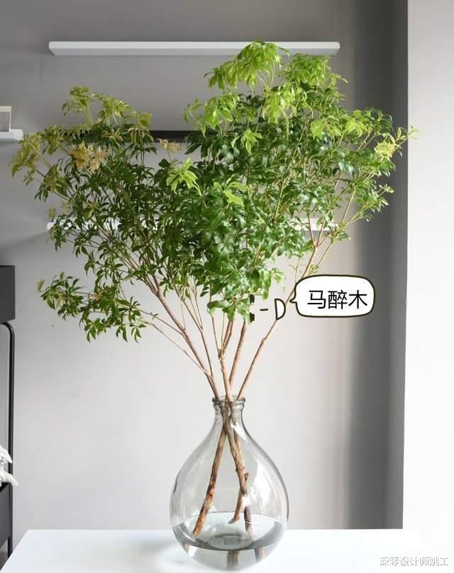 |桌上不摆花，放这9种遇水即活的绿植，装点了室内，养护也更省心