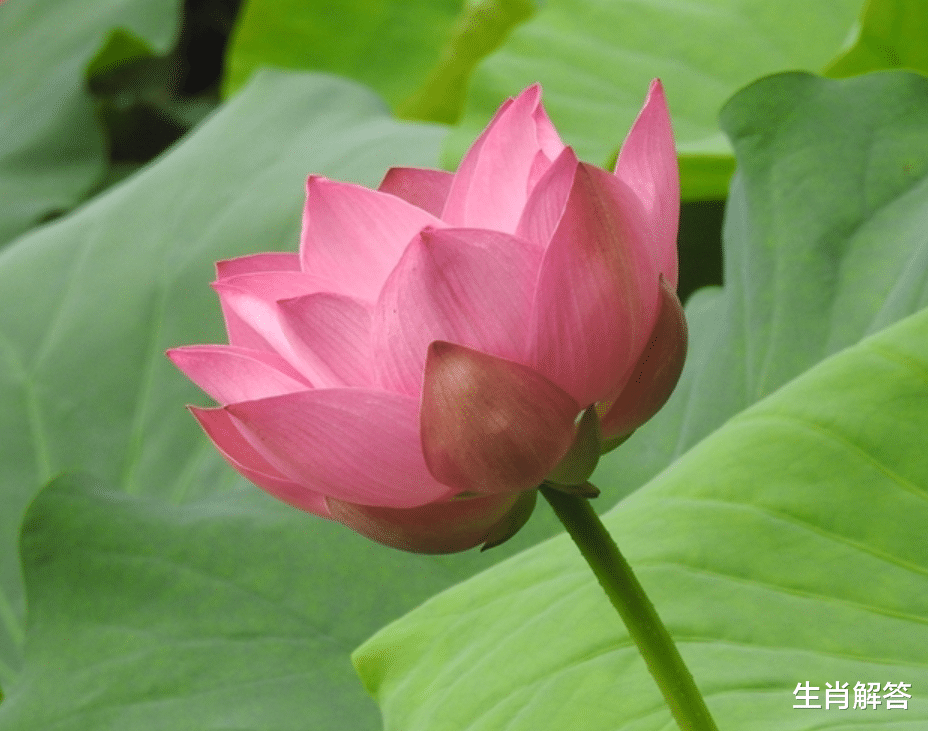 生肖解答|8月底，心在思念，嘴在逞强，念念不忘，3生肖重启良缘，月老推动