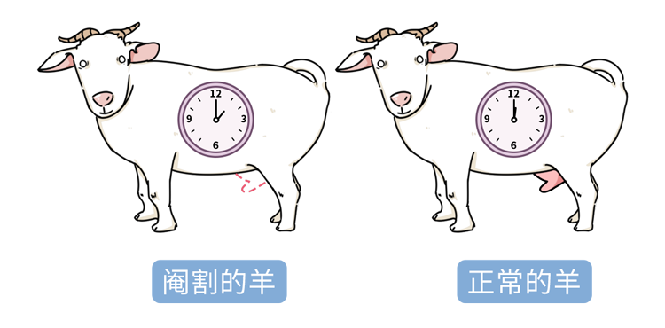 科学家 为什么除了太监,大多数男性的寿命比女性短?研究终于有了结论