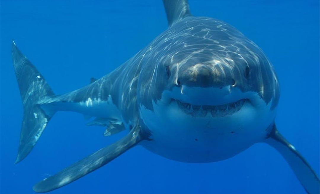 水族馆为啥没有大白鲨?最长圈养记录198天,咬死俩鲨鱼后被释放