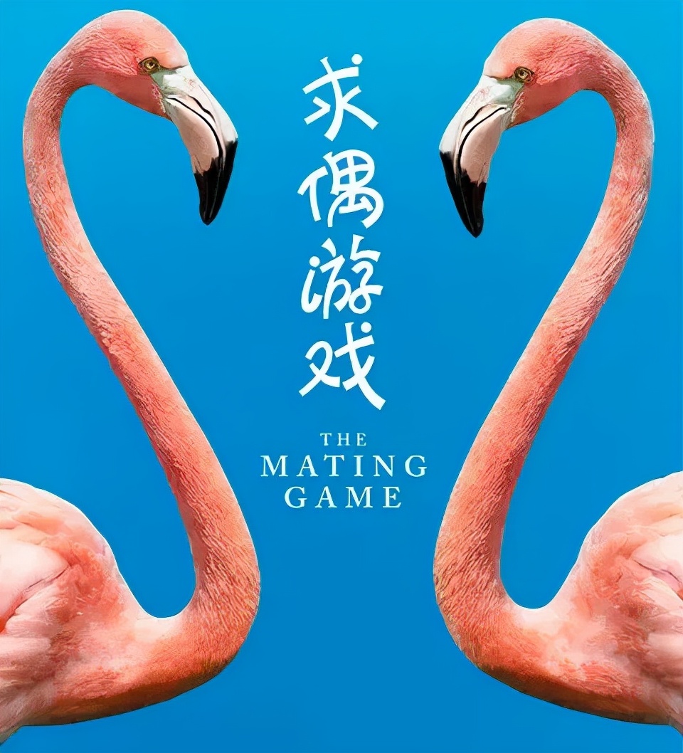 |让我们带着孩童般的好奇心，一起走进动物世界的奇葩《求偶游戏》