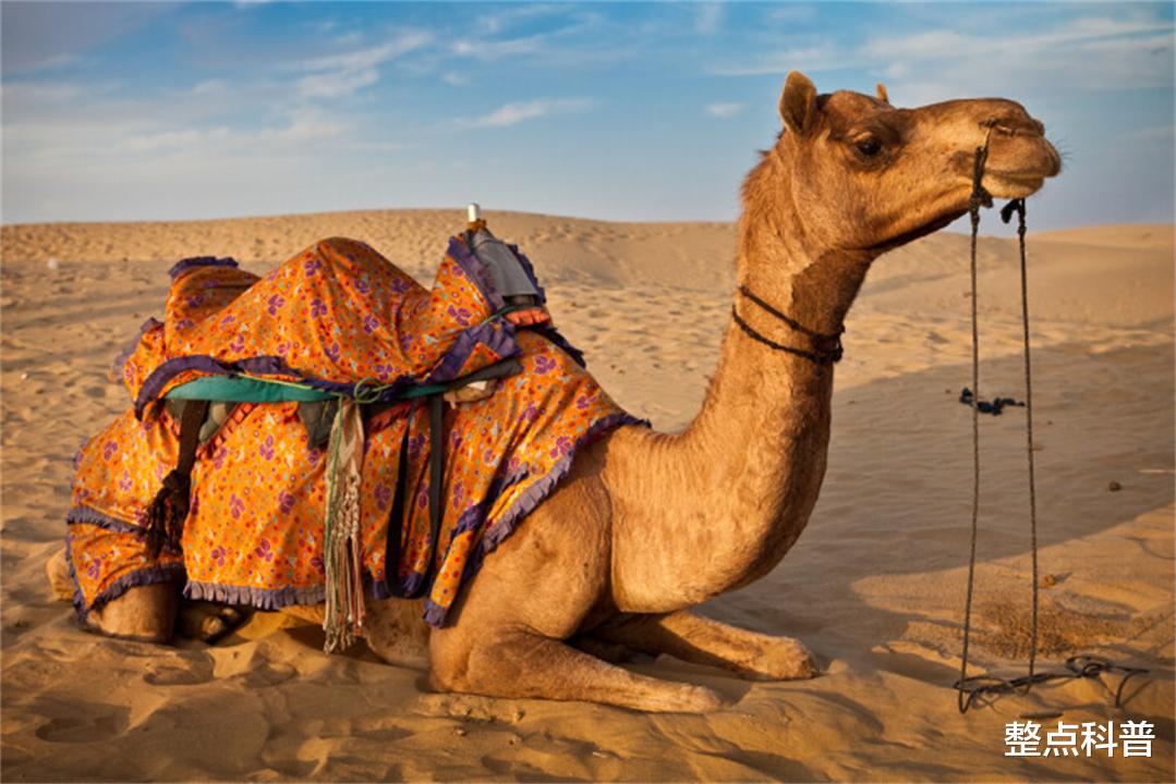 骆驼 重5吨的大象也会被吃掉，为什么食肉动物不吃骆驼？它真没天敌？