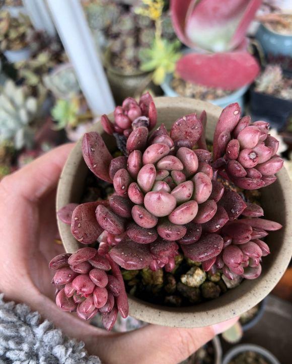 向阳园艺|多肉也会“卸妆”,露出真容的多肉,让人反感,殊不知这是常态