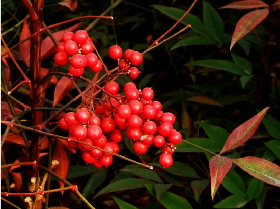钱江视频 只因吃了这种“小红果”浙江七旬大妈差点没命！