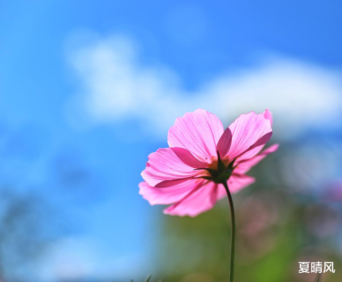 夏晴风|恭喜那些把我当傻子的人