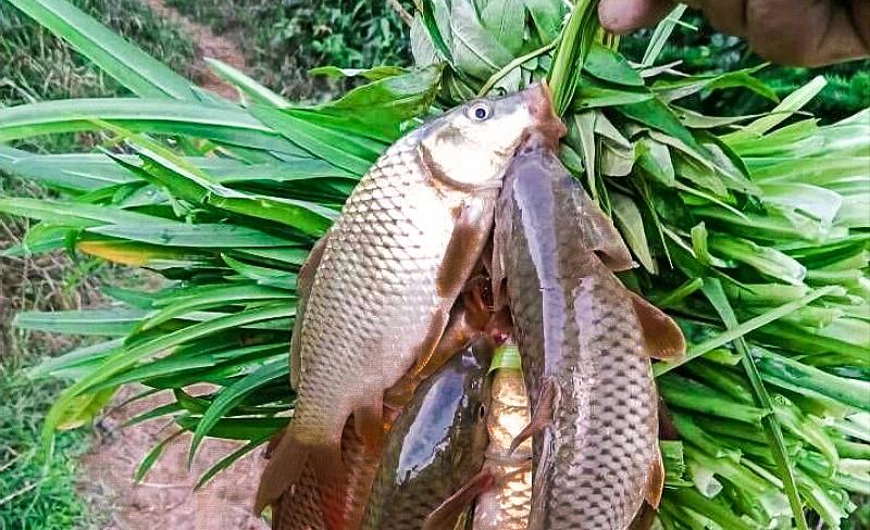 |我国特有的鱼，常误认是“小杂鱼”，曾是朝廷贡品，如今1斤50元