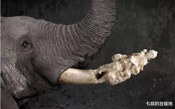 為什麼不從老死的大象身上取象牙，非要去獵殺它們？-圖2