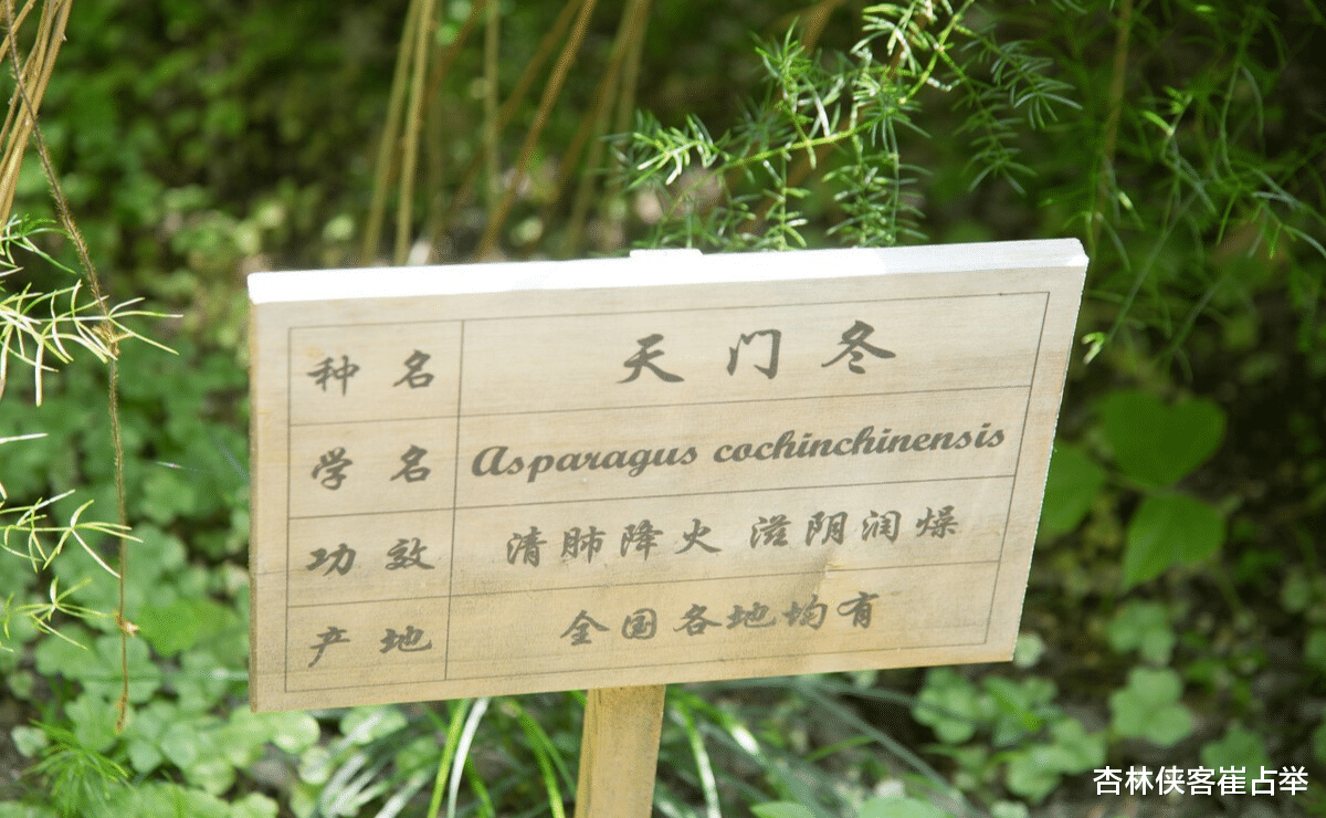 脑供血不足|一味“挖痰”的中药！上养肺，下养肾，助你把痰消