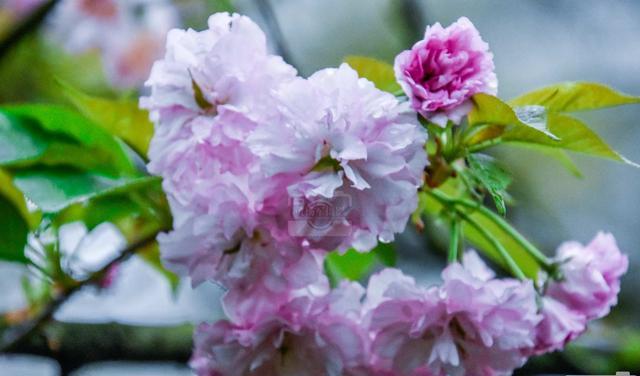 泰国旅游 遇见樱花绽放的美丽，千姿百态的花朵满树烂漫，清新迷人的花卉