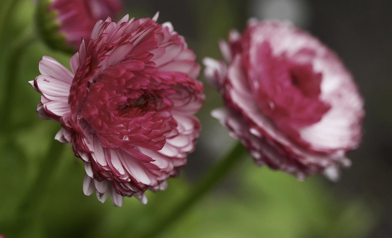 双鱼座|11月，爆发实力，势如破竹，3生肖大显身手，职场翻身，收入不菲