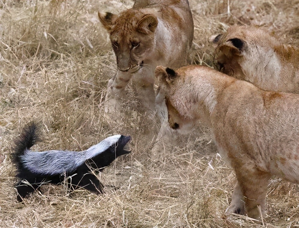 BULU动物来啦 同为毒蛇克星，平头哥蜜獾和蒙哥蛇獴到底谁更强？